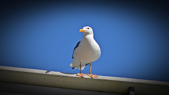 DSC_0194 (2)