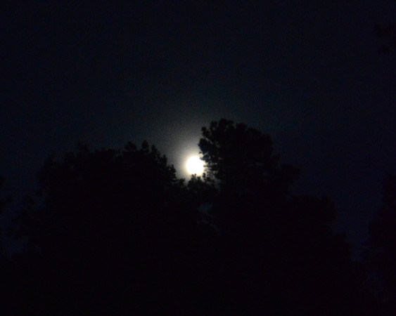 DSC_0035 (3)