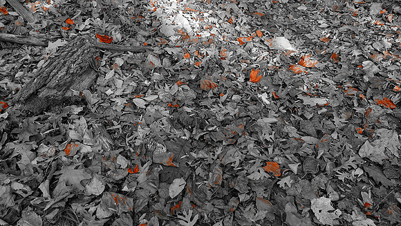 DSCF1087